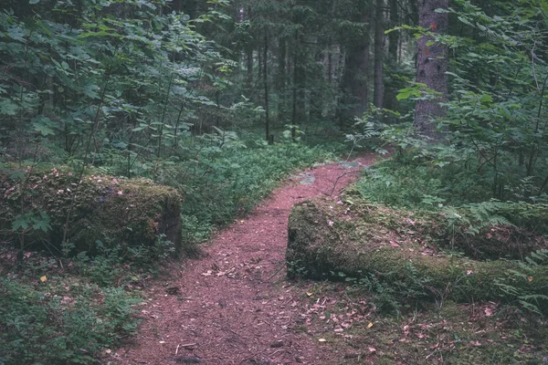 temiz çam ağacı orman çamur ve yeşil yaprakları ile toprak yol. koyu renkler