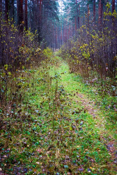 Erken Ilkbaharda Ağaçlar Islak Boş Ormanda Bırakır Çıplak Doğa Sahne — Stok fotoğraf