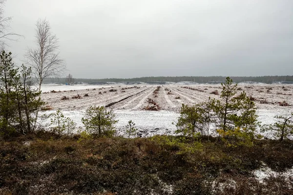 沼泽地区的草皮田 是为收割而耕种的 在初冬的风景与第一雪 通过树木的看法 — 图库照片