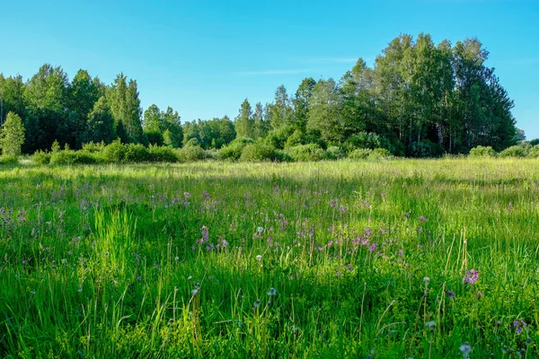 暖かい夏の日の森の近くの夏の花と美しい緑の草原 葉のテクスチャ — ストック写真
