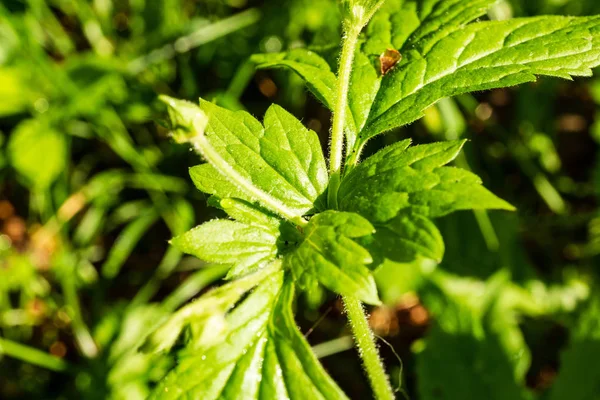 Yeşil Yaz Yeşillik Ayrıntılar Arka Plan Soyut Yaprak Çimen Bents — Stok fotoğraf