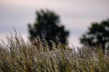 Gün batımında çim alandaki kapat 