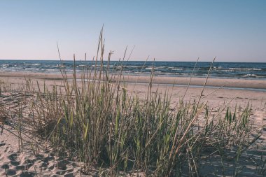 panoramik deniz plaj manzarası içinde kaya, bitkiler ve temiz su ile yaz aylarında güneşli bir gün