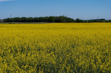 Kolza tohumu arazi tarım kırsal kesimde parlak sarı alanlar