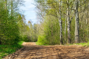 güzel huş ağacı ağaç gövdeleri, dalları ve yaprakları doğal ortamda. karışık mevsim yaz sonbahar bahar resimleri