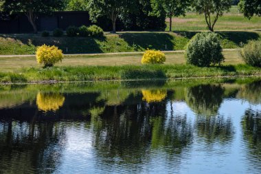 temiz su ve su çimen, bents ve yeşil yeşillik forest yakınındaki göl kenarında sakin yaz günü göster