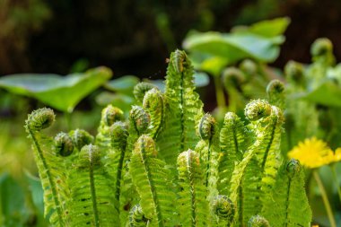 yeşil yaz yeşillik Ayrıntılar arka plan soyut. yaprak, çimen, bents ve dalları