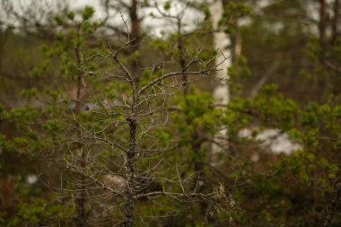 yeşil çimenlerin üzerinde kuru uzak ağaçlar ve ilk kar manzaralı bataklık. donuk akşam yıldırım. Karanlık gölgeler.