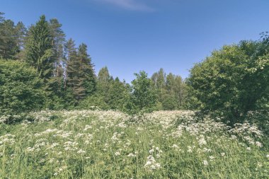 güzel yeşil çayır yakınındaki ormanda sıcak yaz günü yaz çiçek ile. yeşillik doku - vintage retro bak