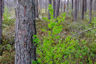 Alan Manzaralı yalnız çam ağaçları ve yaz yeşil yeşillik çevre çim alanları ile bataklık