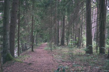 temiz çam ağacı orman çamur ve yeşil yaprakları ile toprak yol. koyu renkler - retro vintage bak