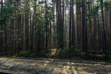 erken ilkbaharda ağaçlar ıslak boş ormanda bırakır. çıplak doğa sahne