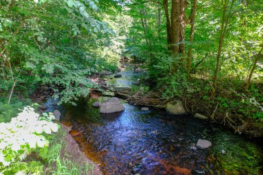 temiz su ve su çimen, bents ve yeşil yeşillik forest yakınındaki göl kenarında sakin yaz günü göster