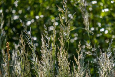 Yaz bitkiler ve bents tarihinde akşam güneşin altında arka plan bulanıklık. Yeşillik dokulu deseni