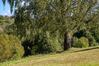 güzel huş ağacı ağaç gövdeleri, dalları ve yaprakları doğal ortamda. karışık mevsim yaz sonbahar bahar resimleri