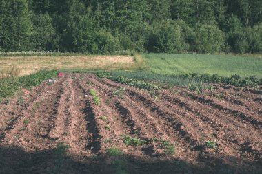 taze ekili tarım alanları için büyüyen gıda - vintage bir retro görünüm hazır