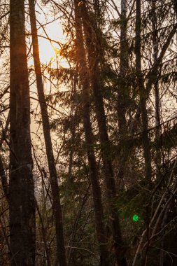 erken ilkbaharda ağaçlar ıslak boş ormanda bırakır. çıplak doğa sahne