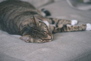 yakın çekim yerli kedi evinde doğal ortamda vurdu