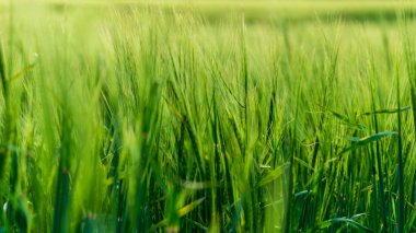 arka planlar ve dokuları tarafsız doku için hafif yaz aylarında derin yeşil yeşillik