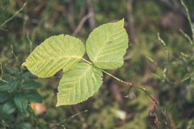 karanlık yapraklar sonbaharda orman katta. çam ağacı orman ağaçları - vintage bir retro görünüm moss ile
