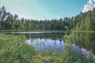 temiz su ve su çimen, bents ve yeşil yeşillik forest yakınındaki göl kenarında sakin yaz günü göster