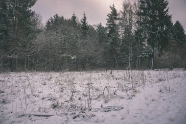Vahşi kar orman gece karanlığında kaplı.