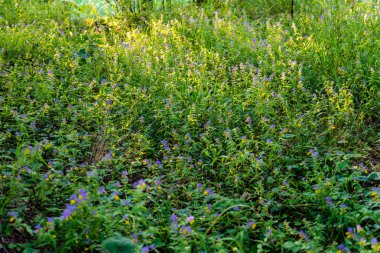 yeşil yaz yeşillik Ayrıntılar arka plan soyut. yaprak, çimen, bents ve dalları