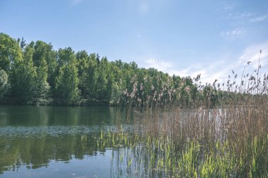 temiz su ve su çimen, bents ve yeşil yeşillik forest - vintage bir retro görünüm yakınındaki göl kenarında sakin yaz günü göster