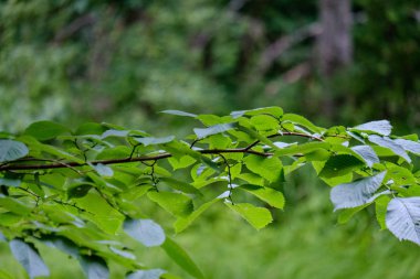 arka planlar ve dokuları tarafsız doku için hafif yaz aylarında derin yeşil yeşillik