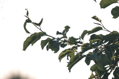 taze yeşil yeşillik ağaç sabah hafif bulanıklık arka plan ve mavi gökyüzü karşı - vintage bir retro görünüm yaprak