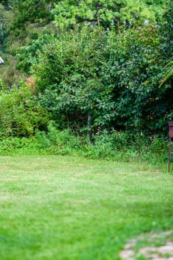 yeşil yaz yeşillik Ayrıntılar arka plan soyut. yaprak, çimen, bents ve dalları