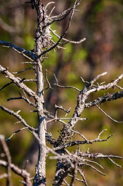 görüntü arka plan üzerinde hiçbir yapraklarla geç sonbaharda çıplak ağaç dalları