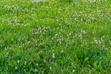 yeşil yaz yeşillik Ayrıntılar arka plan soyut. yaprak, çimen, bents ve dalları