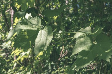 Yaz Park'ta güneş ışığı ile yeşil yeşillik