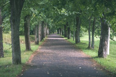yapraklar ve ağaçlar çevresinde - vintage bir retro görünüm ile perspektif içinde basit kırsal orman yolu