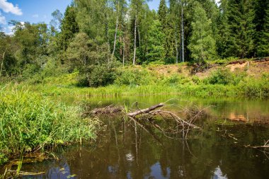nehir, Amata Letonya yaz sabahı kumtaşı kayalıklarla, yeşil yaprakları ile su akışı