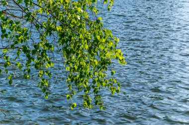 güzel huş ağacı ağaç gövdeleri, dalları ve yaprakları doğal ortamda. karışık mevsim yaz sonbahar bahar resimleri