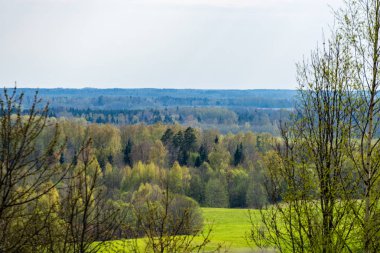 düz basit kırsal bahar, yatay, taze yeşil çayır ve orman. üzerinde mavi gökyüzü