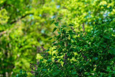 yeşil yaz yeşillik Ayrıntılar arka plan soyut. yaprak, çimen, bents ve dalları