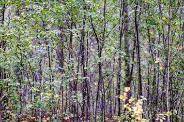 Orman detaylarla ağaç gövdeleri ve yaz yeşil yeşillik