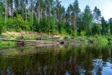 nehir, Amata Letonya yaz sabahı kumtaşı kayalıklarla, yeşil yaprakları ile su akışı