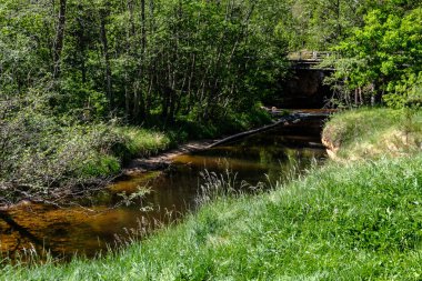 temiz su ve su çimen, bents ve yeşil yeşillik forest yakınındaki göl kenarında sakin yaz günü göster