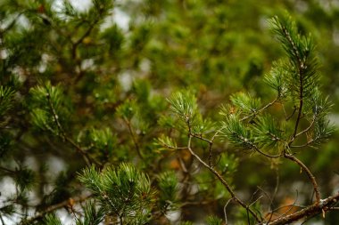 çam ağacı sandıklar ve dalları bataklık bölgede yeşil iğne ile. parlak renkler ve bulanıklık arka plan