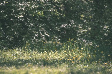 sert gölgeler ve orman - vintage bir retro görünüm parlak gün ışığında yaz yeşil yeşillik