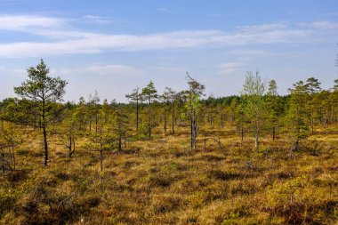Alan Manzaralı yalnız çam ağaçları ve yaz yeşil yeşillik çevre çim alanları ile bataklık