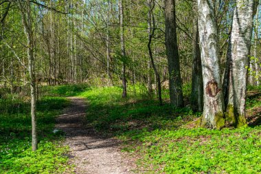 güzel huş ağacı ağaç gövdeleri, dalları ve yaprakları doğal ortamda. karışık mevsim yaz sonbahar bahar resimleri