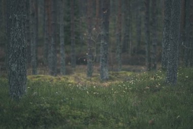 Çam ağaçları ve moss ile sonbahar orman