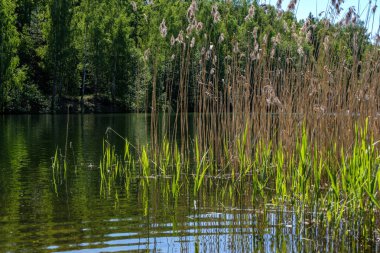 temiz su ve su çimen, bents ve yeşil yeşillik forest yakınındaki göl kenarında sakin yaz günü göster