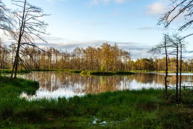 geç yaz, sakin su ve yeşil bitki örtüsü yansımalar akşam güneşi bataklık göller üzerinde