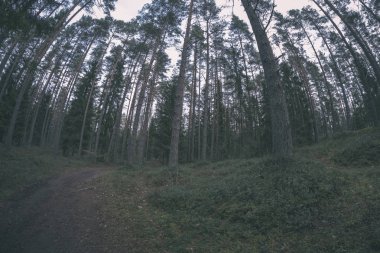 temiz çam ağacı orman çamur ve yeşil yaprakları ile toprak yol. koyu renkler - retro vintage bak